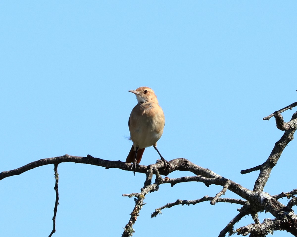 Rufous Hornero - Ricardo Battistino