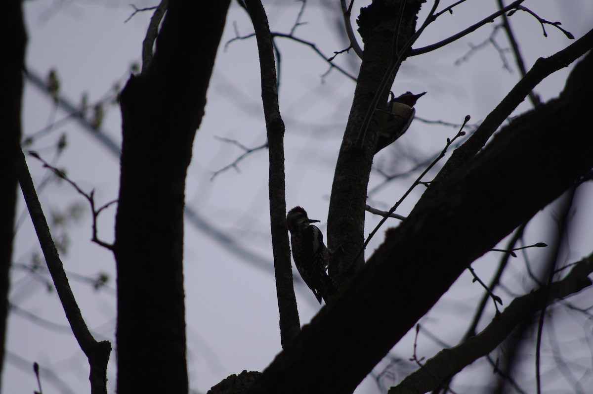 Yellow-bellied Sapsucker - ML333734001