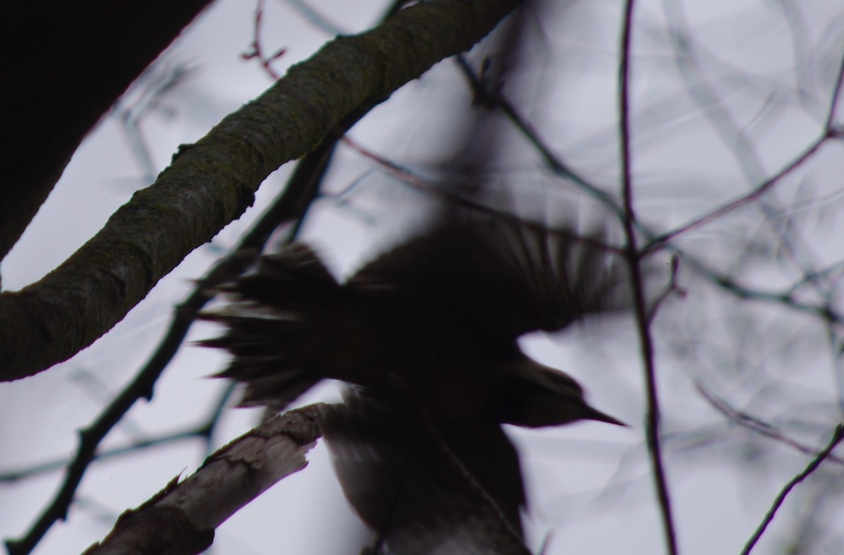 Yellow-bellied Sapsucker - ML333734231