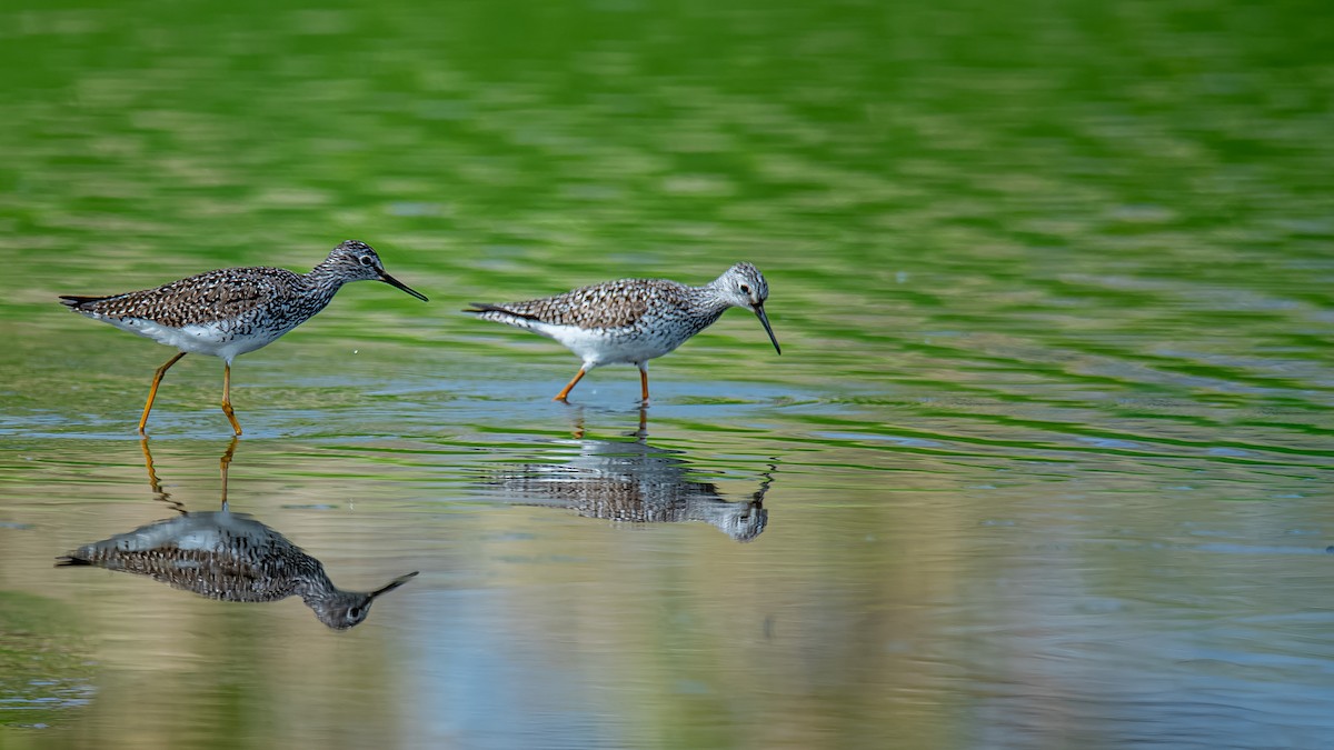 Lesser Yellowlegs - Donald Dixon