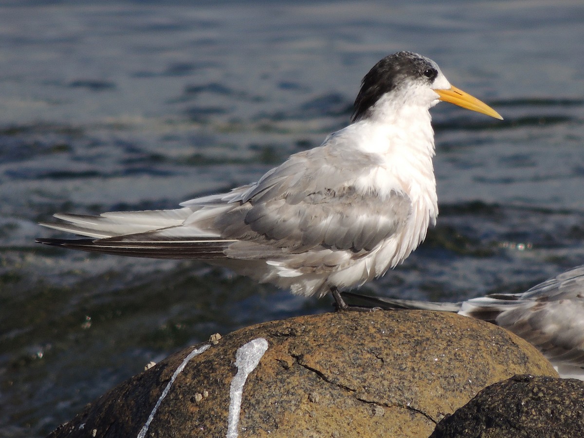 Great Crested Tern - ML333735491