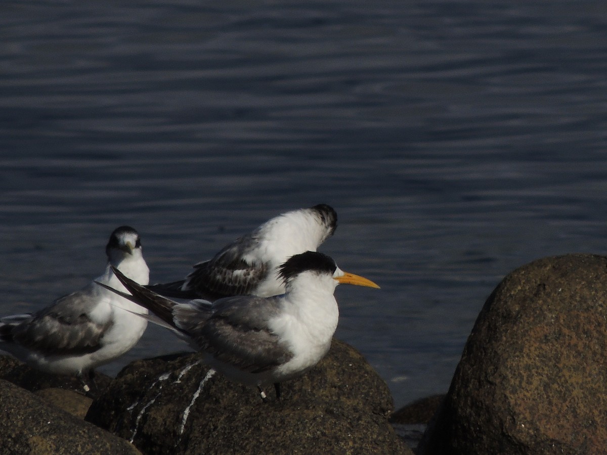 Great Crested Tern - ML333736091