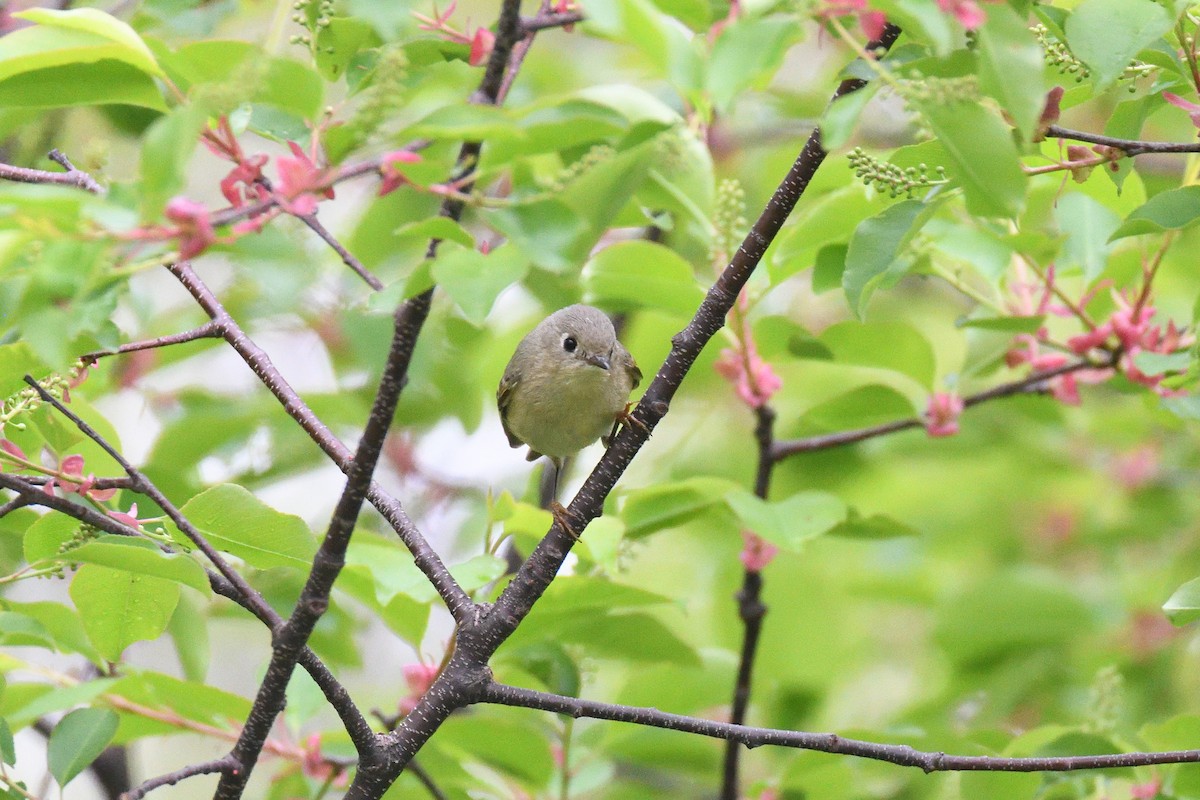 Ruby-crowned Kinglet - ML333736171