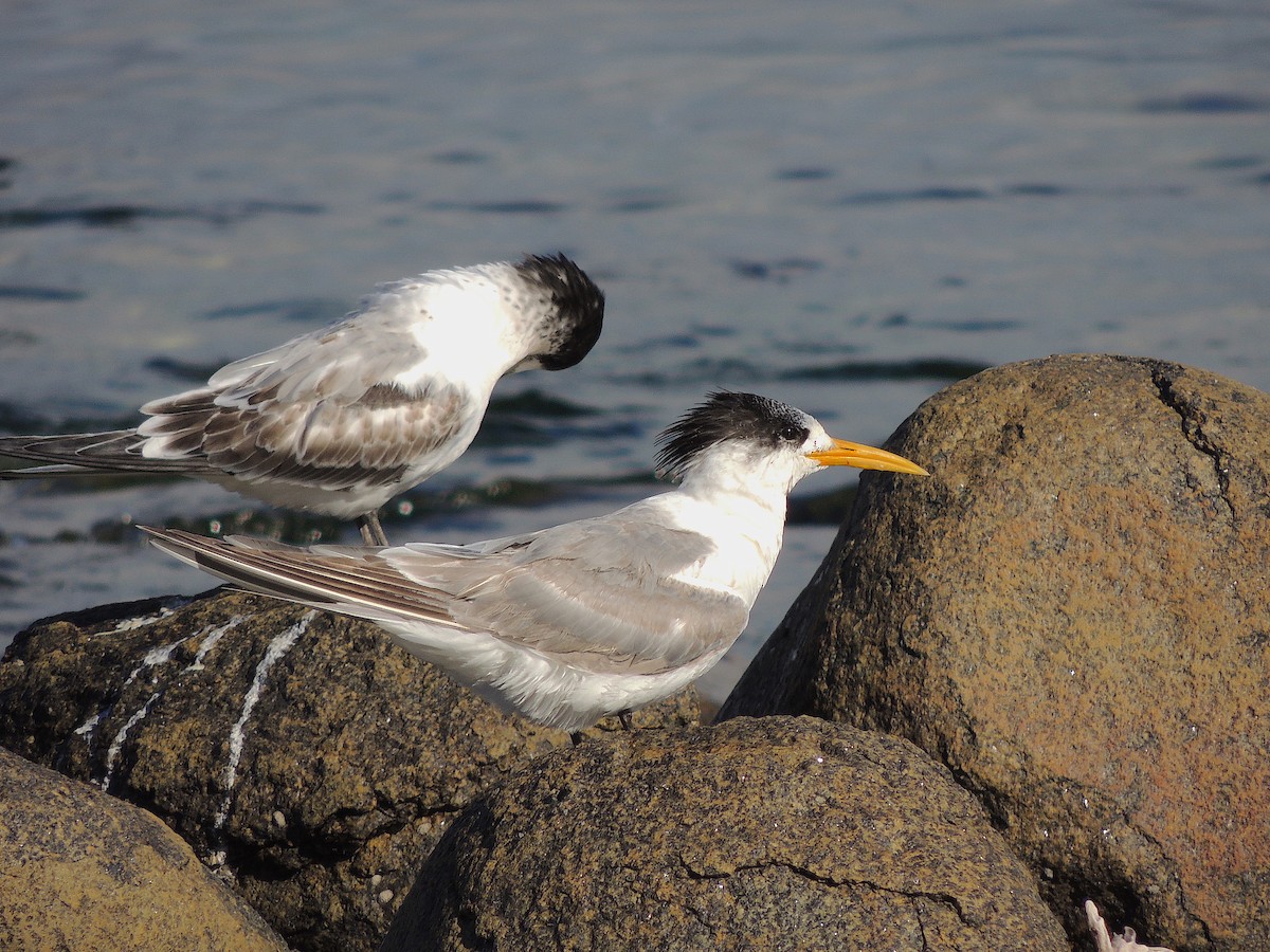 Great Crested Tern - ML333737151