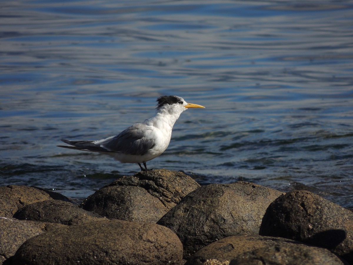 Great Crested Tern - ML333737241