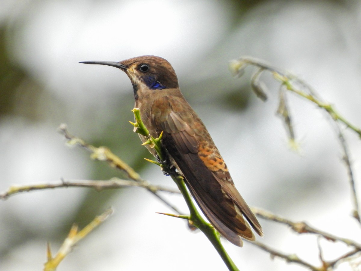 Brown Violetear - ML333737761