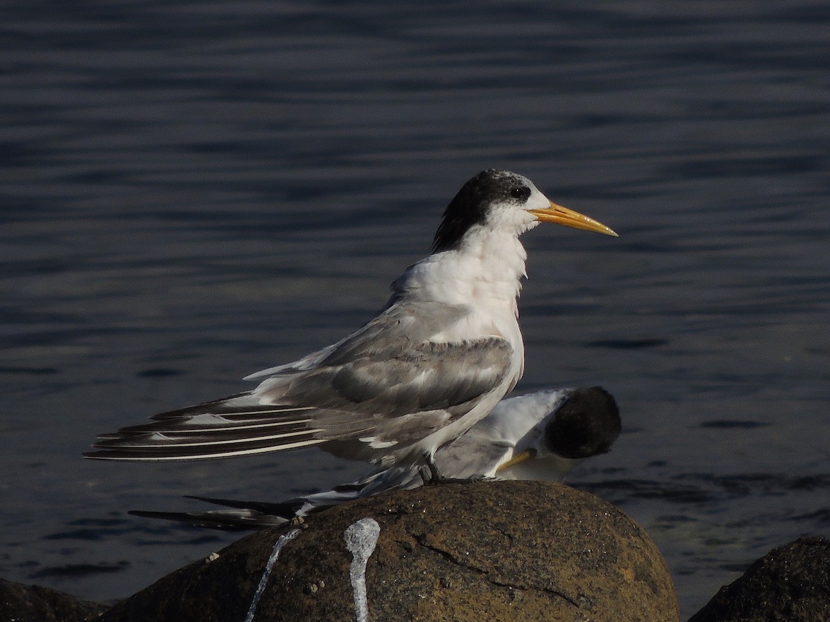 Great Crested Tern - ML333738631
