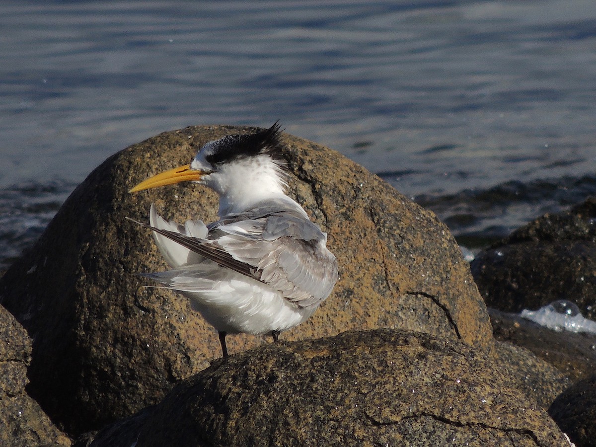 Great Crested Tern - ML333738871