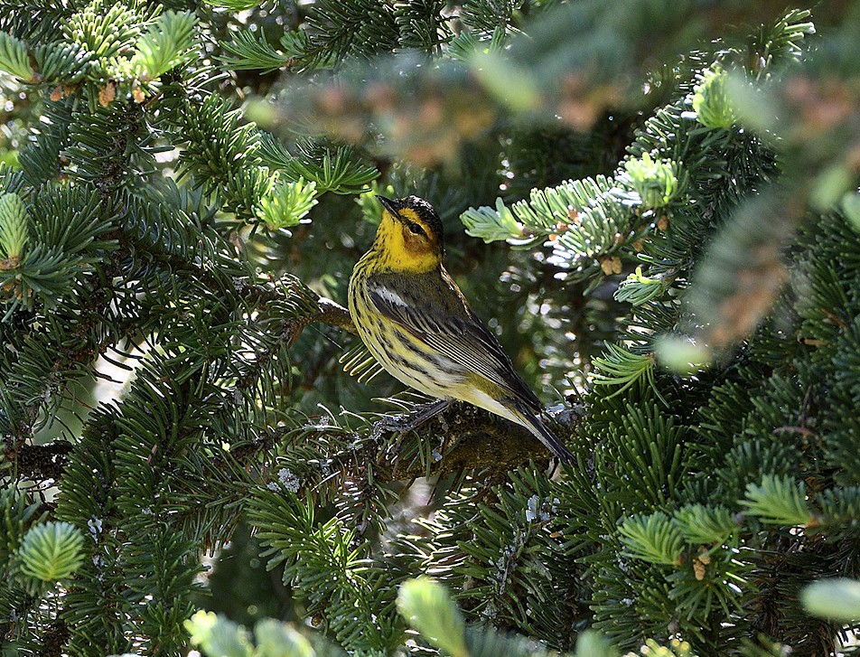 Cape May Warbler - ML333739691