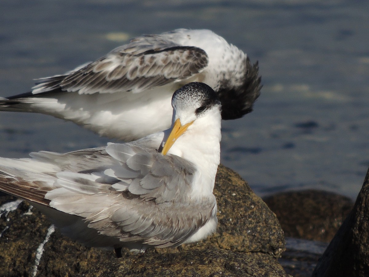 Great Crested Tern - ML333740031