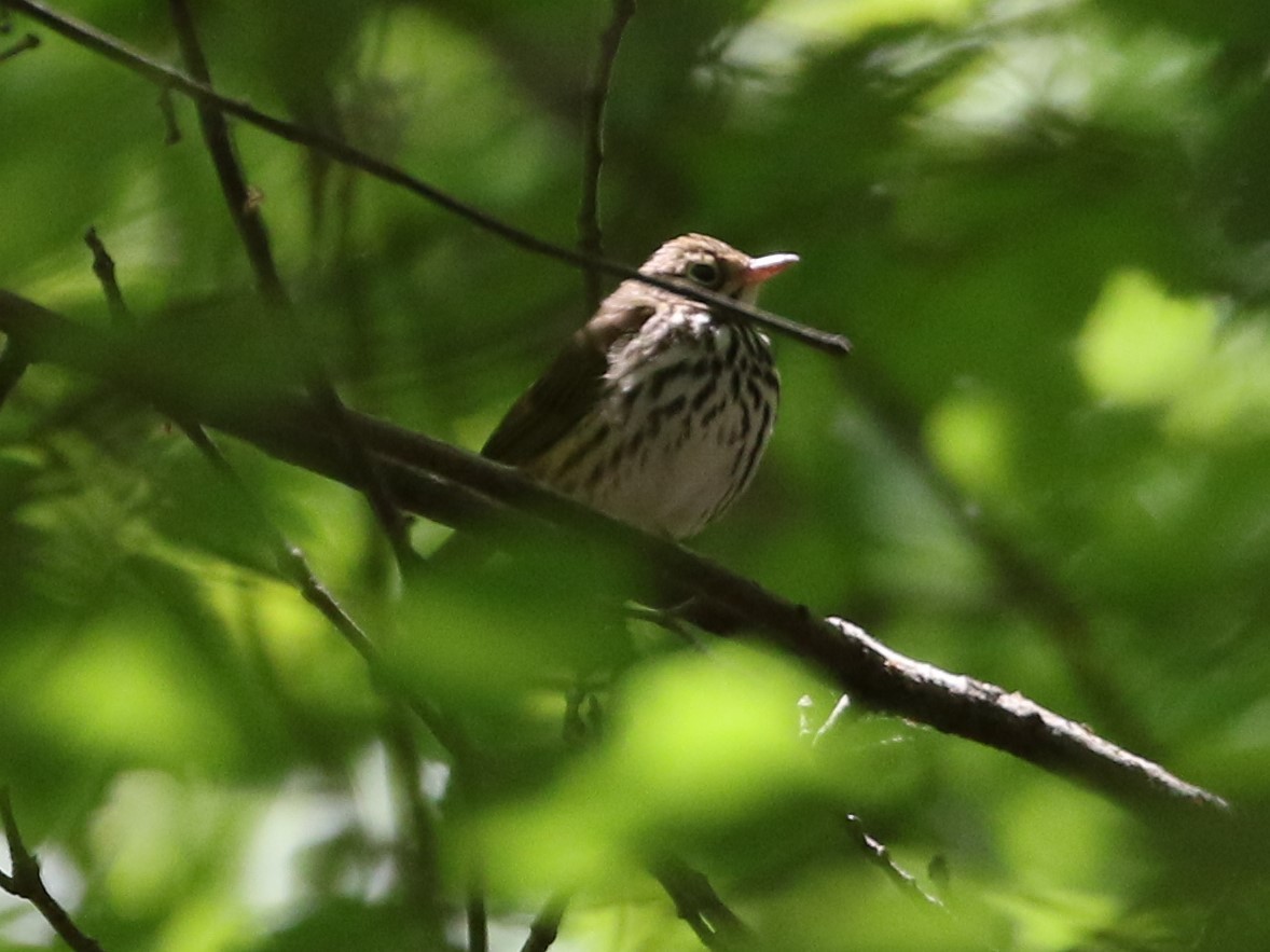 Ovenbird - ML333740131