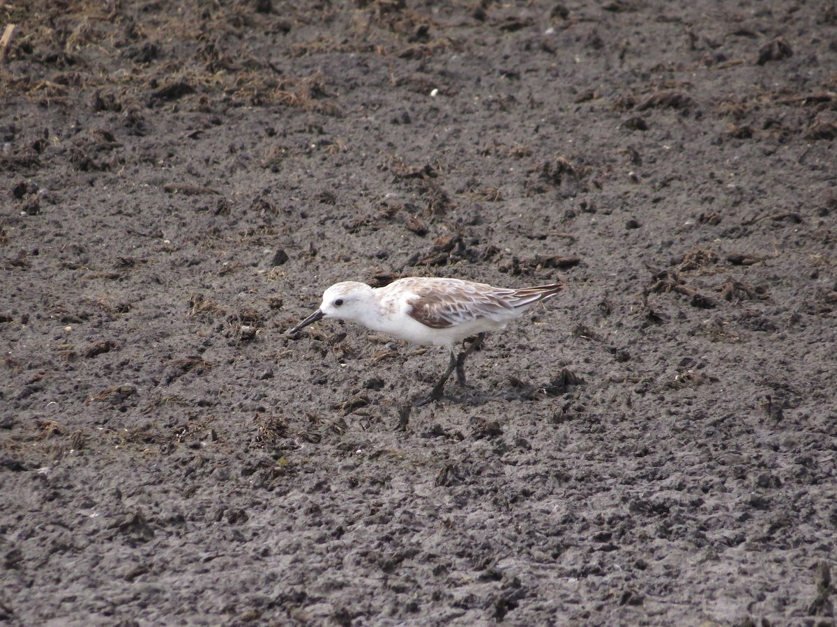 Sanderling - ML333741641