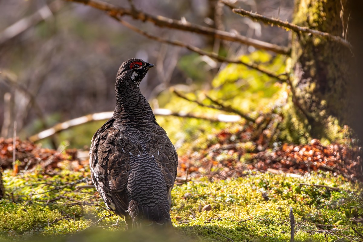 Spruce Grouse - ML333742871