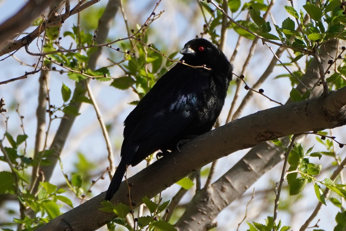 Bronzed Cowbird - Samantha Lang