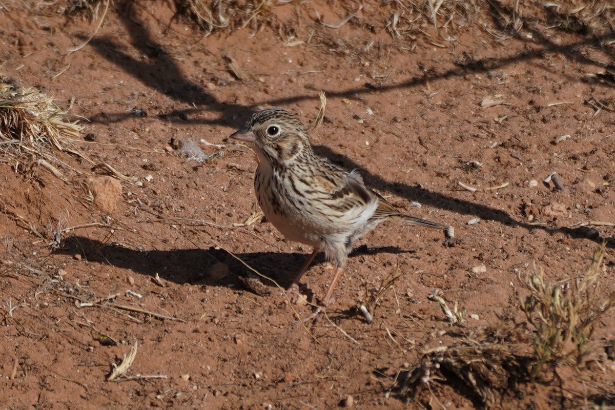 Vesper Sparrow - Samantha Lang