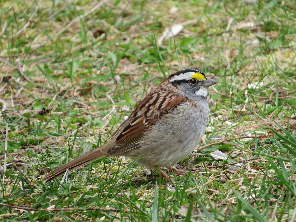 White-throated Sparrow - ML333749911