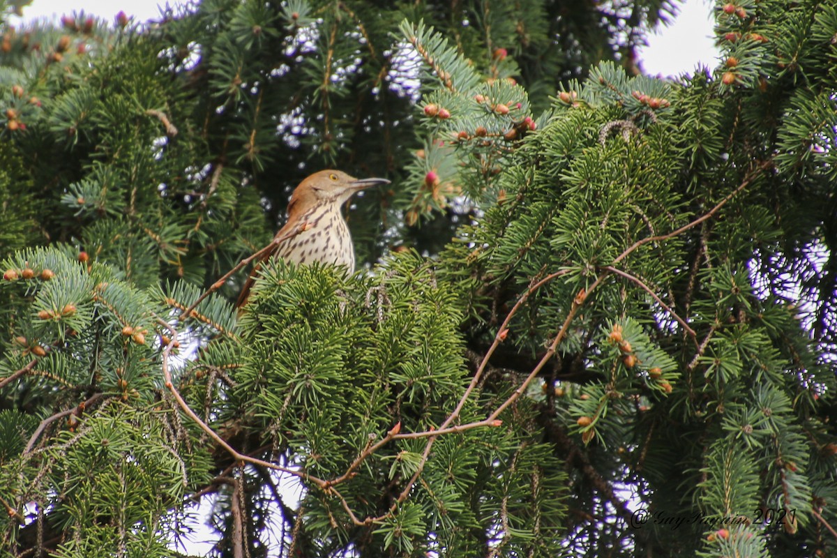 Brown Thrasher - ML333750491