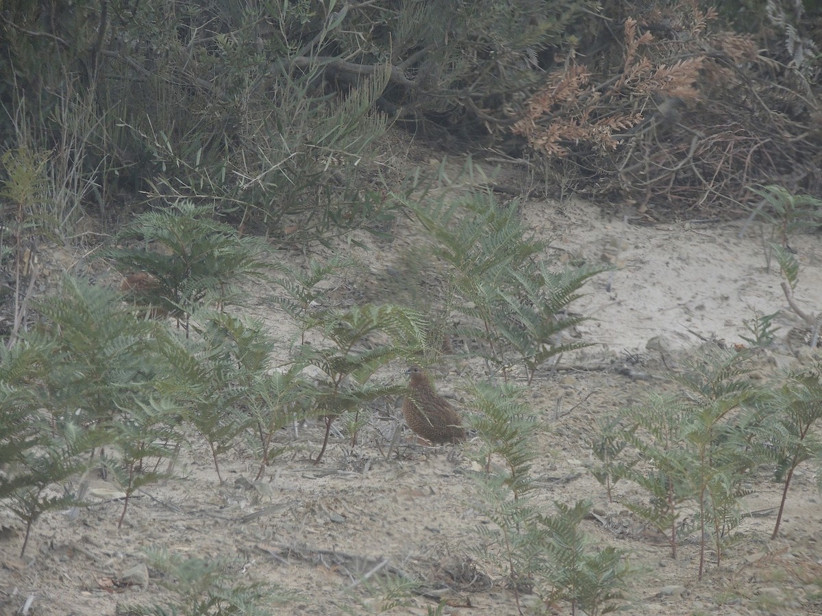 Brown Quail - ML333751191