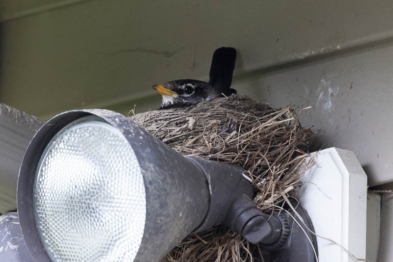 American Robin - ML333751791