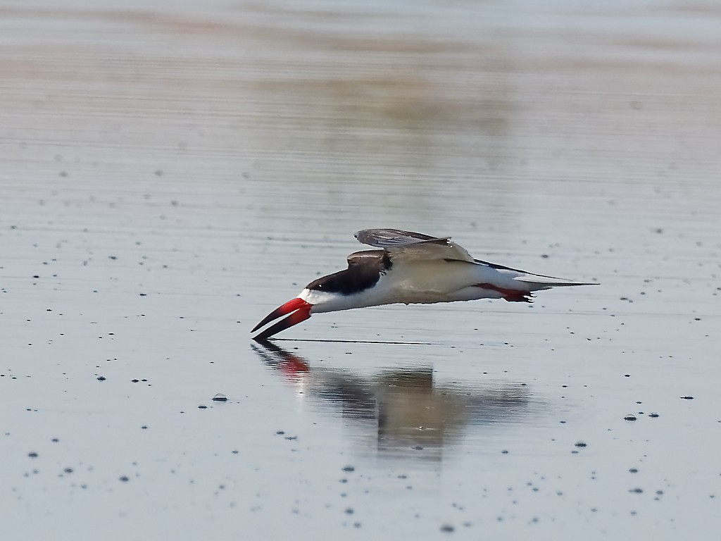 Black Skimmer - ML333752051