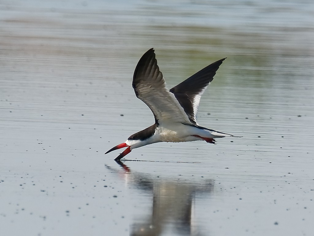 Black Skimmer - ML333752061