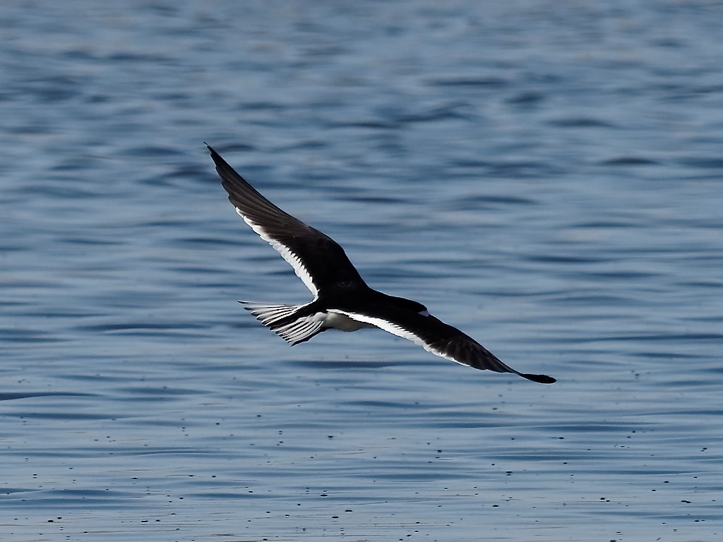 Black Skimmer - ML333752101