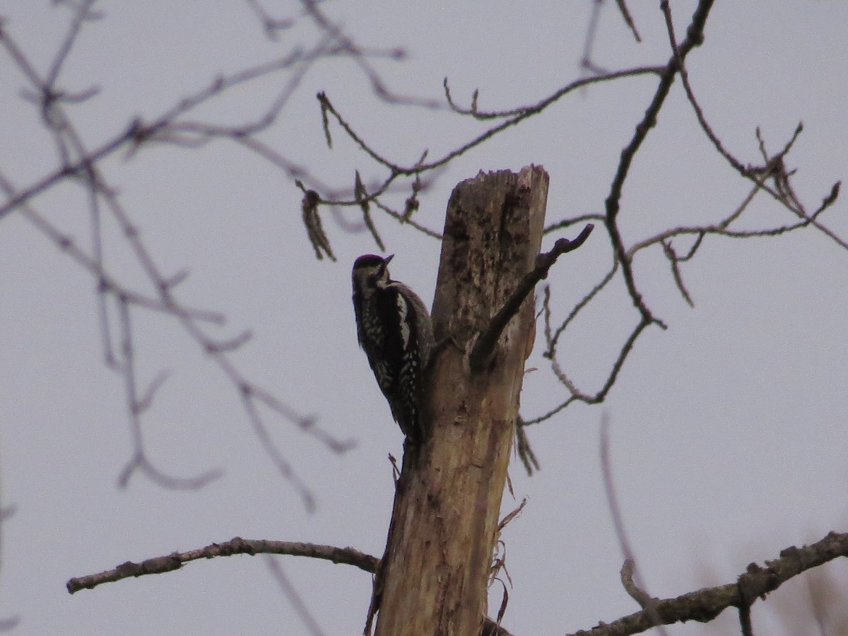 Yellow-bellied Sapsucker - ML333752401