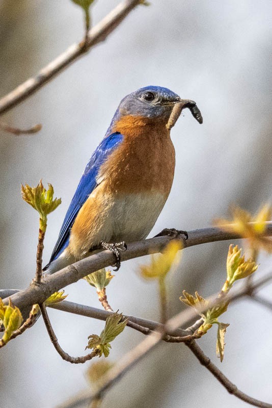 Eastern Bluebird - ML333753211