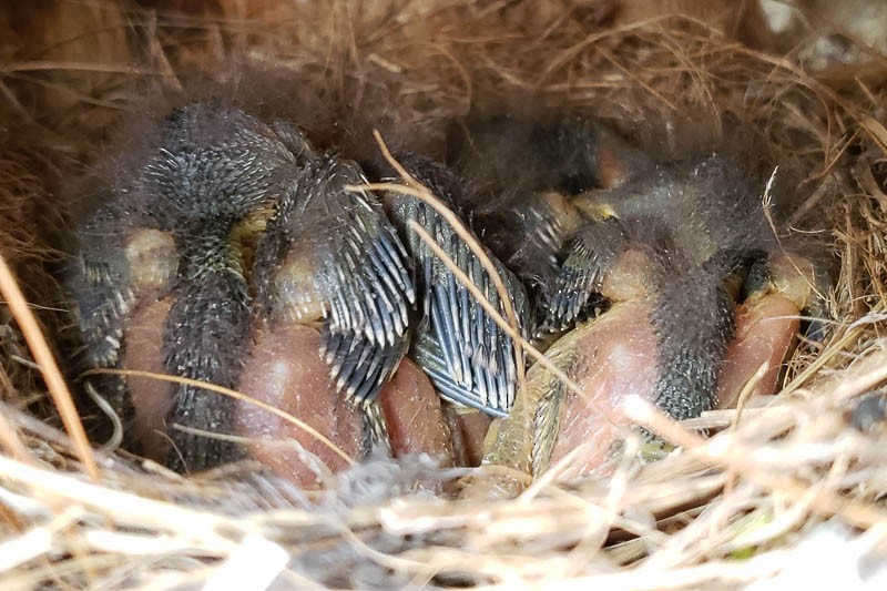 Eastern Bluebird - ML333753221