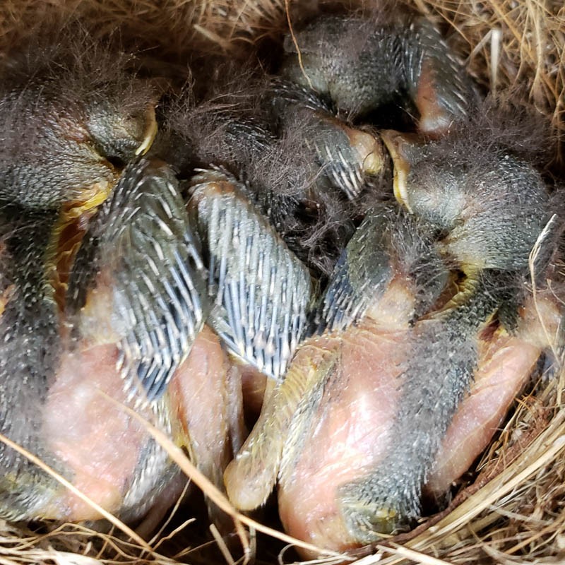 Eastern Bluebird - ML333753231