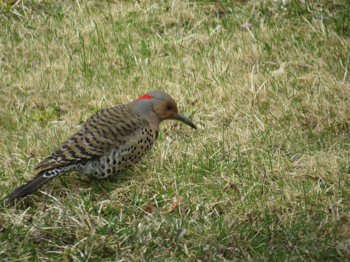 Northern Flicker - ML333753251