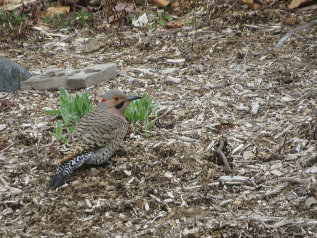 Northern Flicker - ML333753271