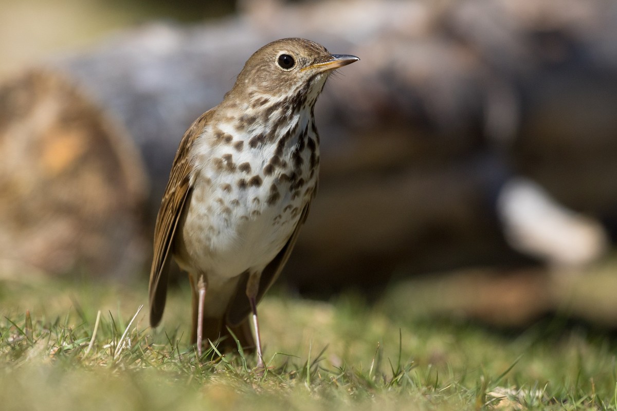 Hermit Thrush - ML333754631