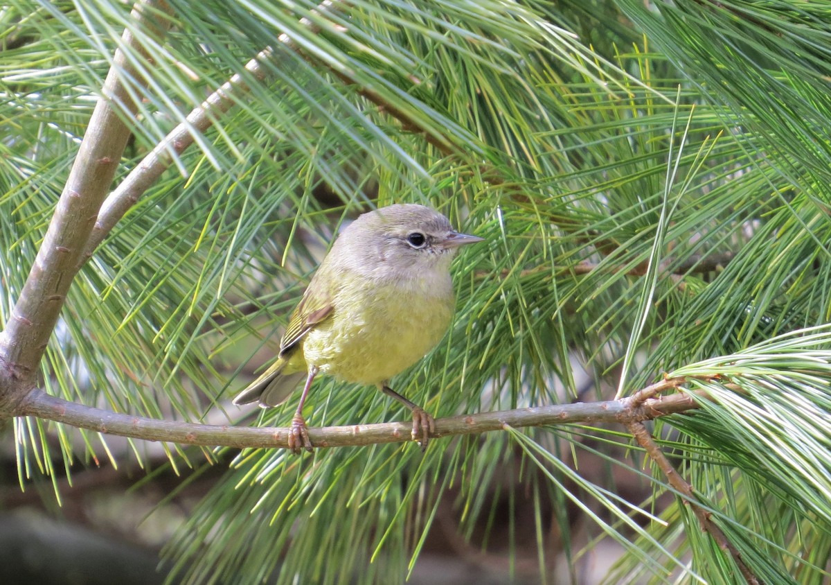 Orange-crowned Warbler - ML333755071