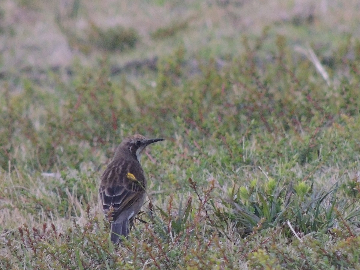 Tawny-crowned Honeyeater - ML333756481