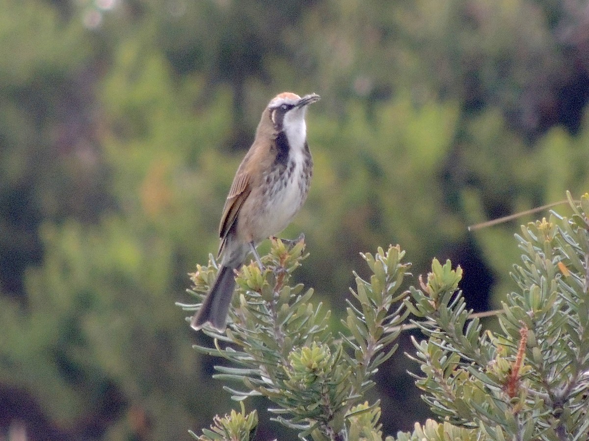 Tawny-crowned Honeyeater - ML333756791