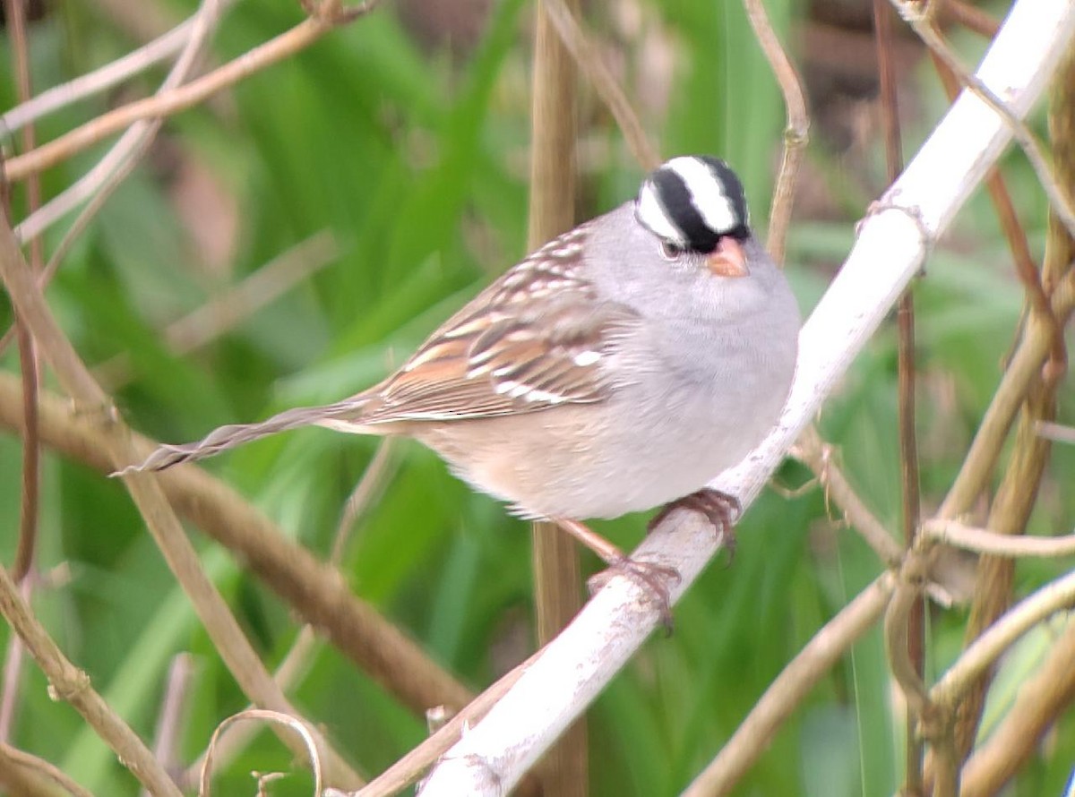 White-crowned Sparrow - Lisa Blazure