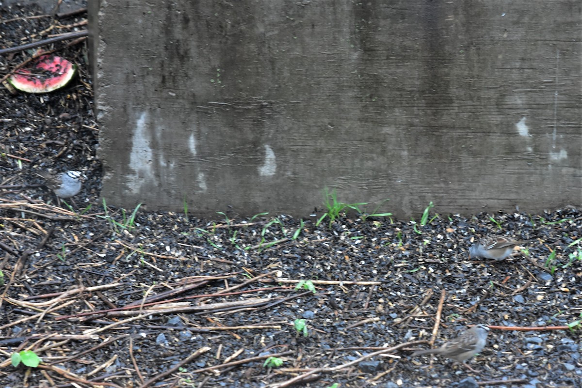 White-crowned Sparrow - Lisa Blazure