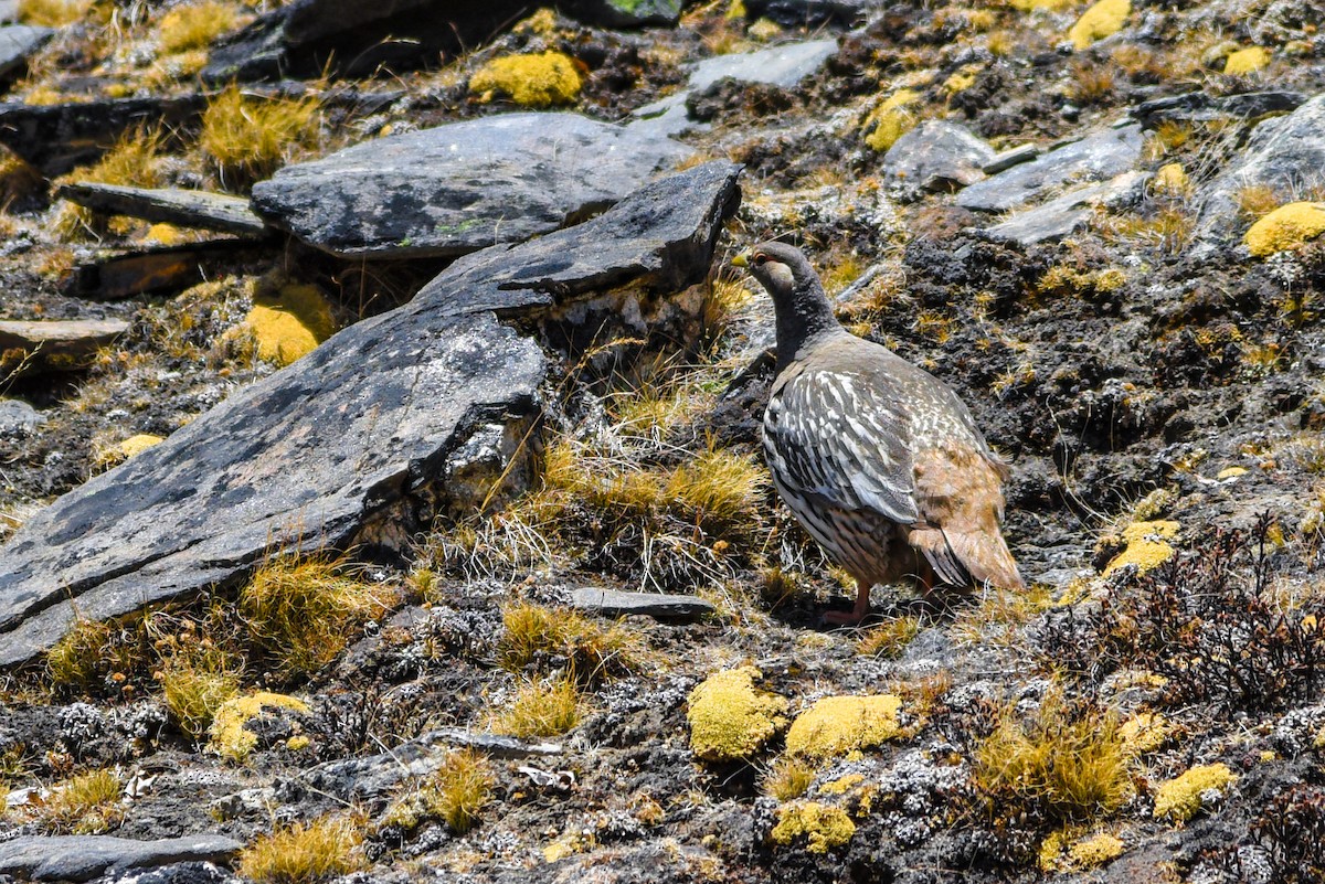 Tibetan Snowcock - ML333758801