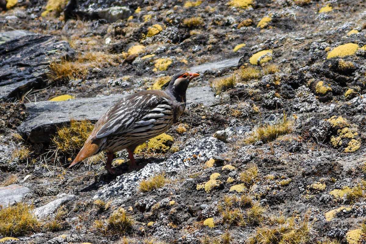 Tibetan Snowcock - sankar Subramanian