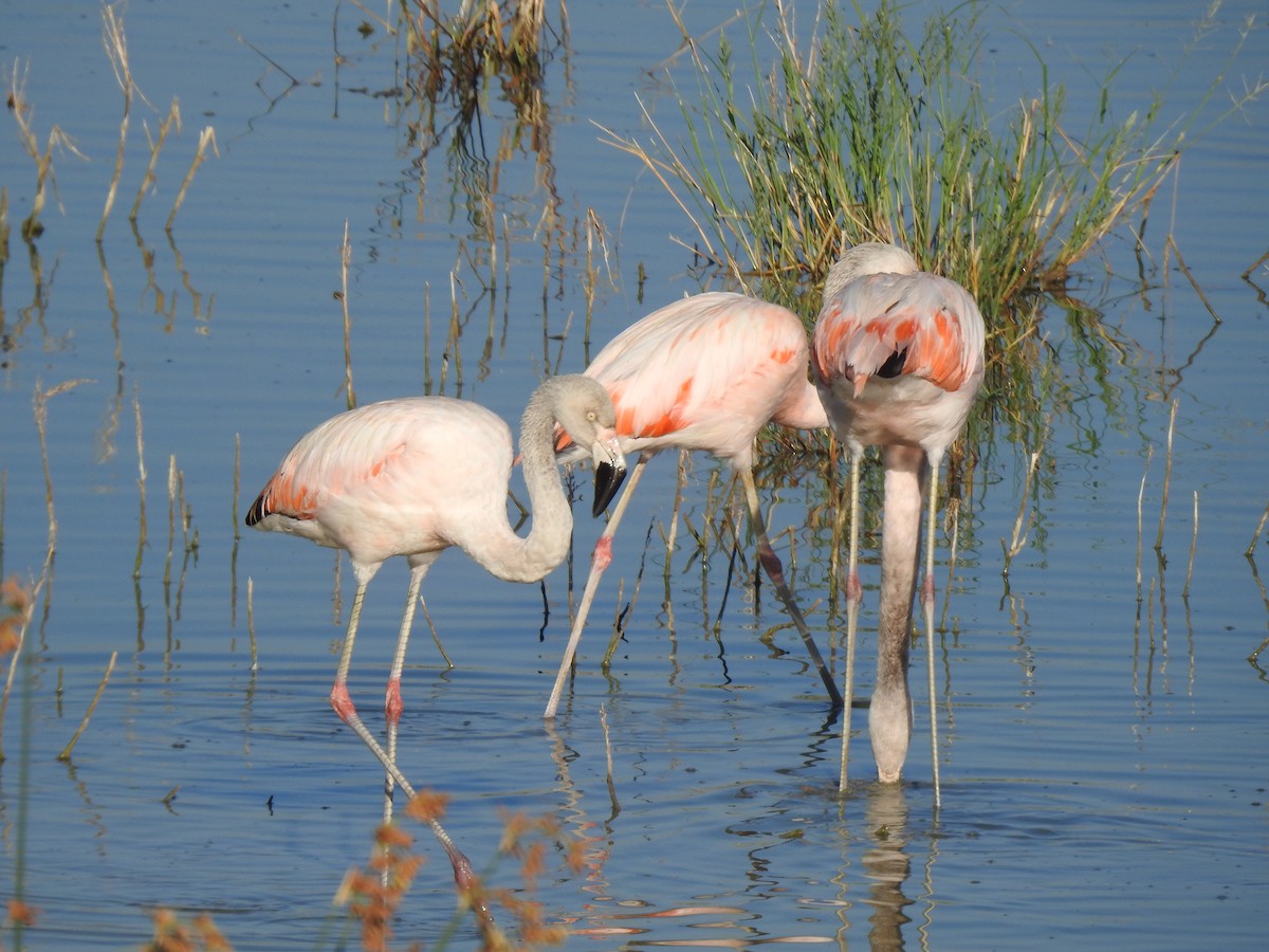 Şili Flamingosu - ML333758971
