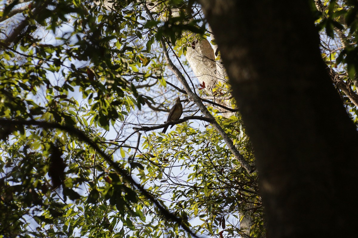 Eyebrowed Thrush - ML333759031