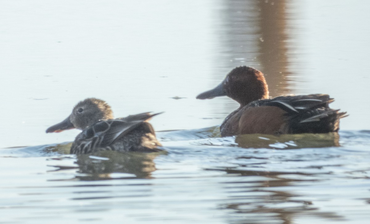 Cinnamon Teal - ML333759961