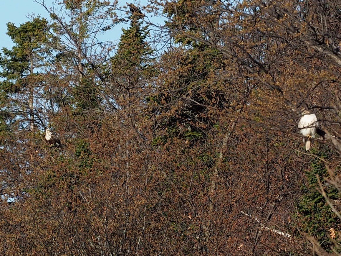 Rough-legged Hawk - Thierry Grandmont