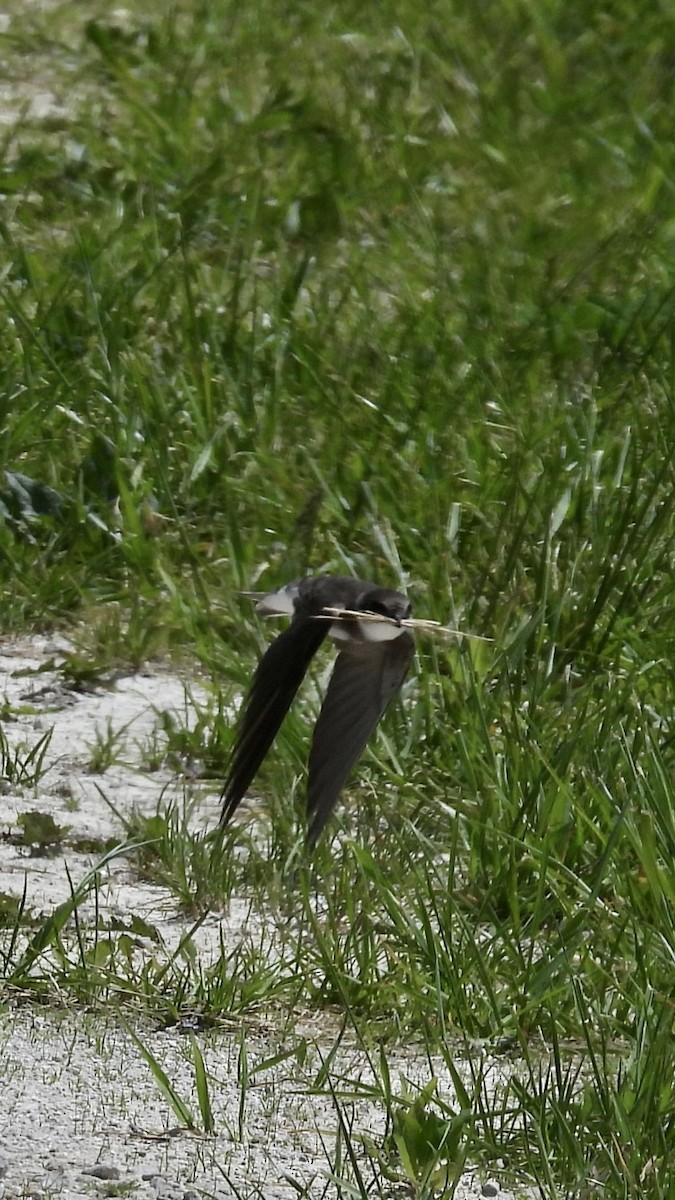 Bank Swallow - ML333762051