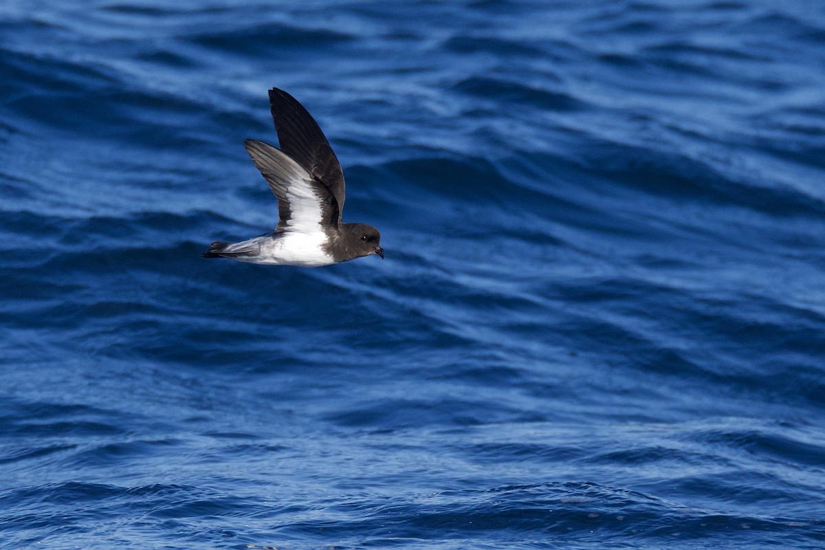 Gray-backed Storm-Petrel - Peter Allen