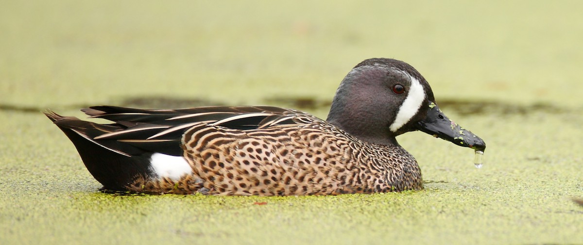 Blue-winged Teal - Dave Spier