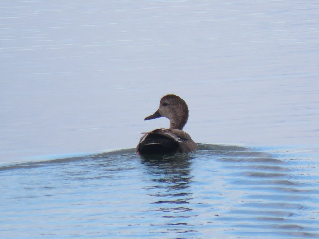 Canard chipeau - ML333762831