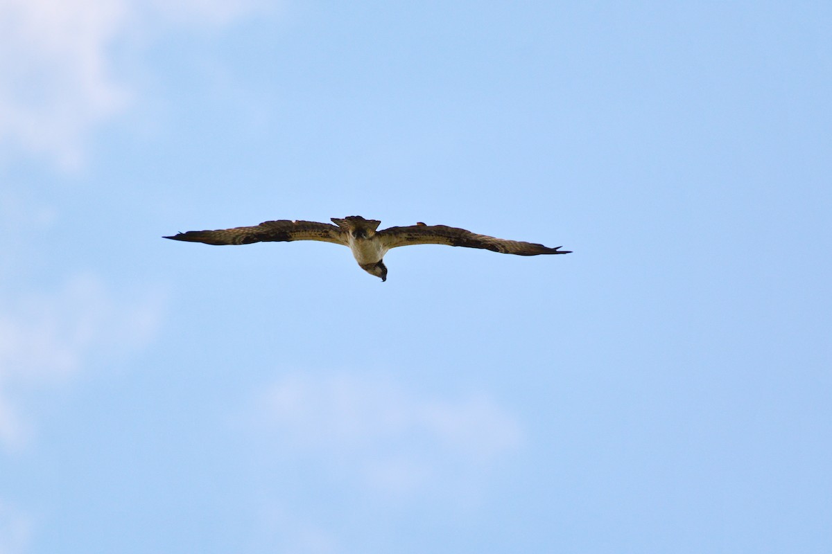 Osprey - Raymond Gagnon