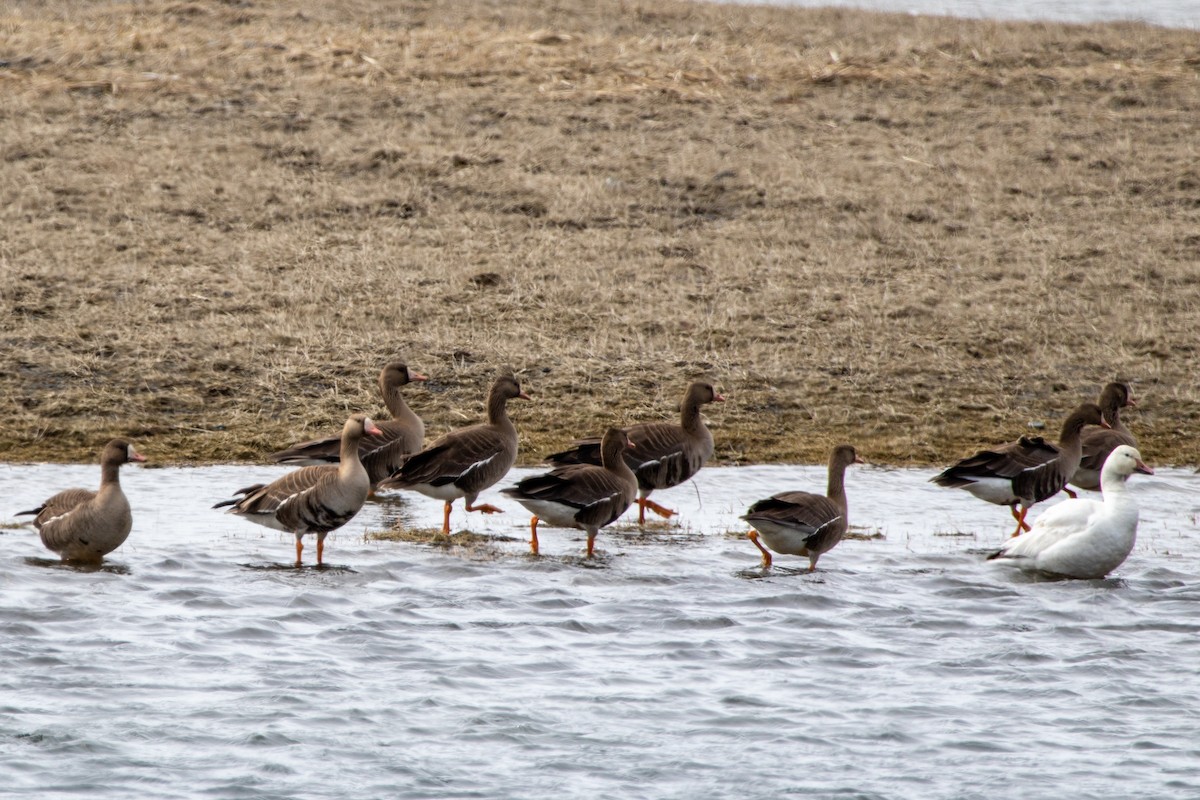 Snow Goose - Robin Corcoran